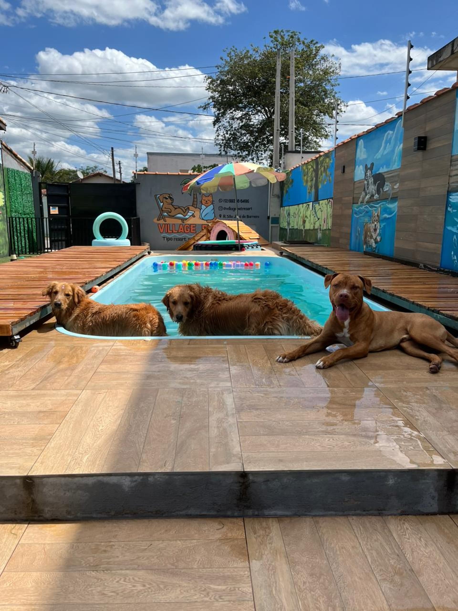 Village Pet — Creche e Hotel Canino em Pindamonhangaba