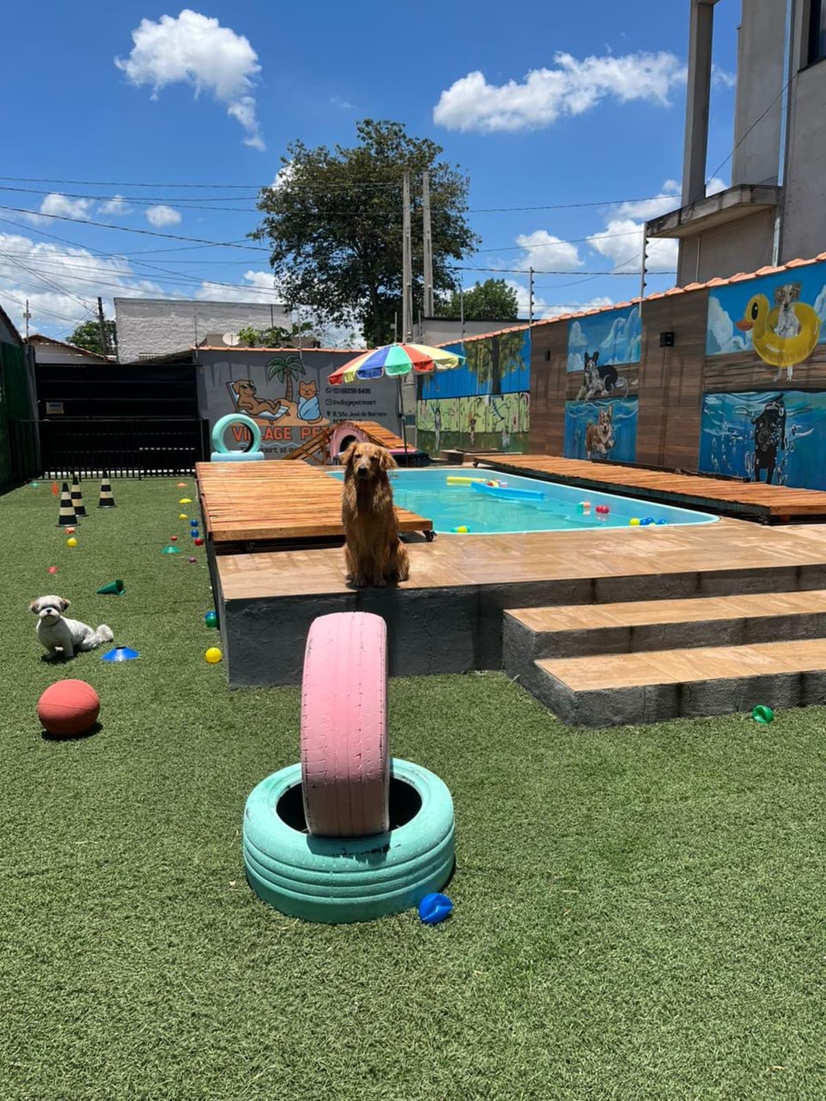 Um dia de resort pra seu melhor amigo
